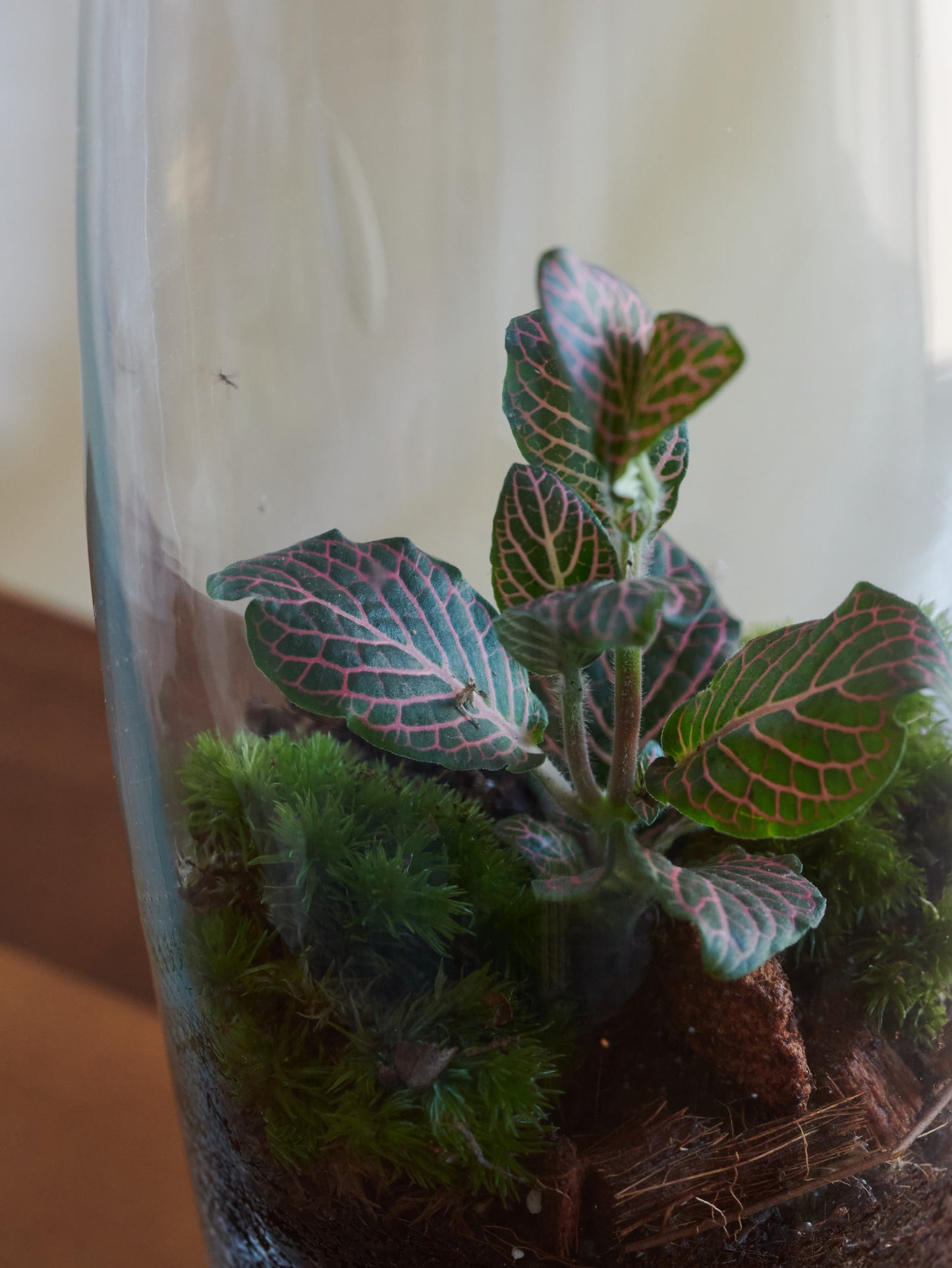 Wine Terrarium