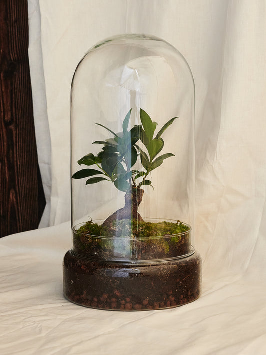 Terrario Campanula Estrella