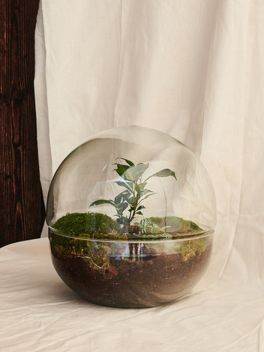 Terrario Esfera Beira