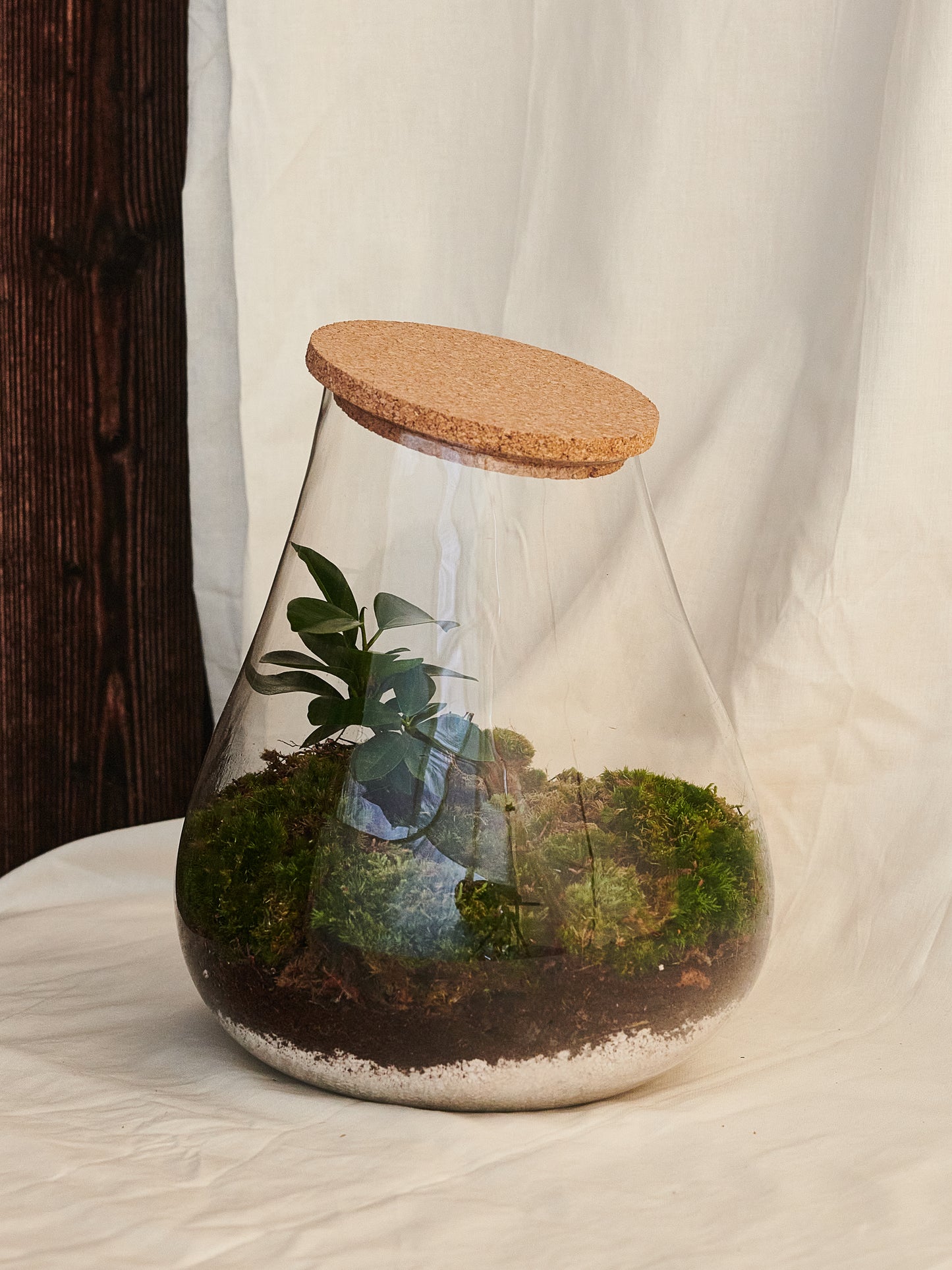 Congo Terrarium