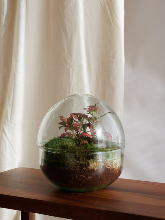 Terrario Esfera - Bosques