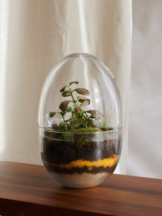 Terrario de huevos - Islas