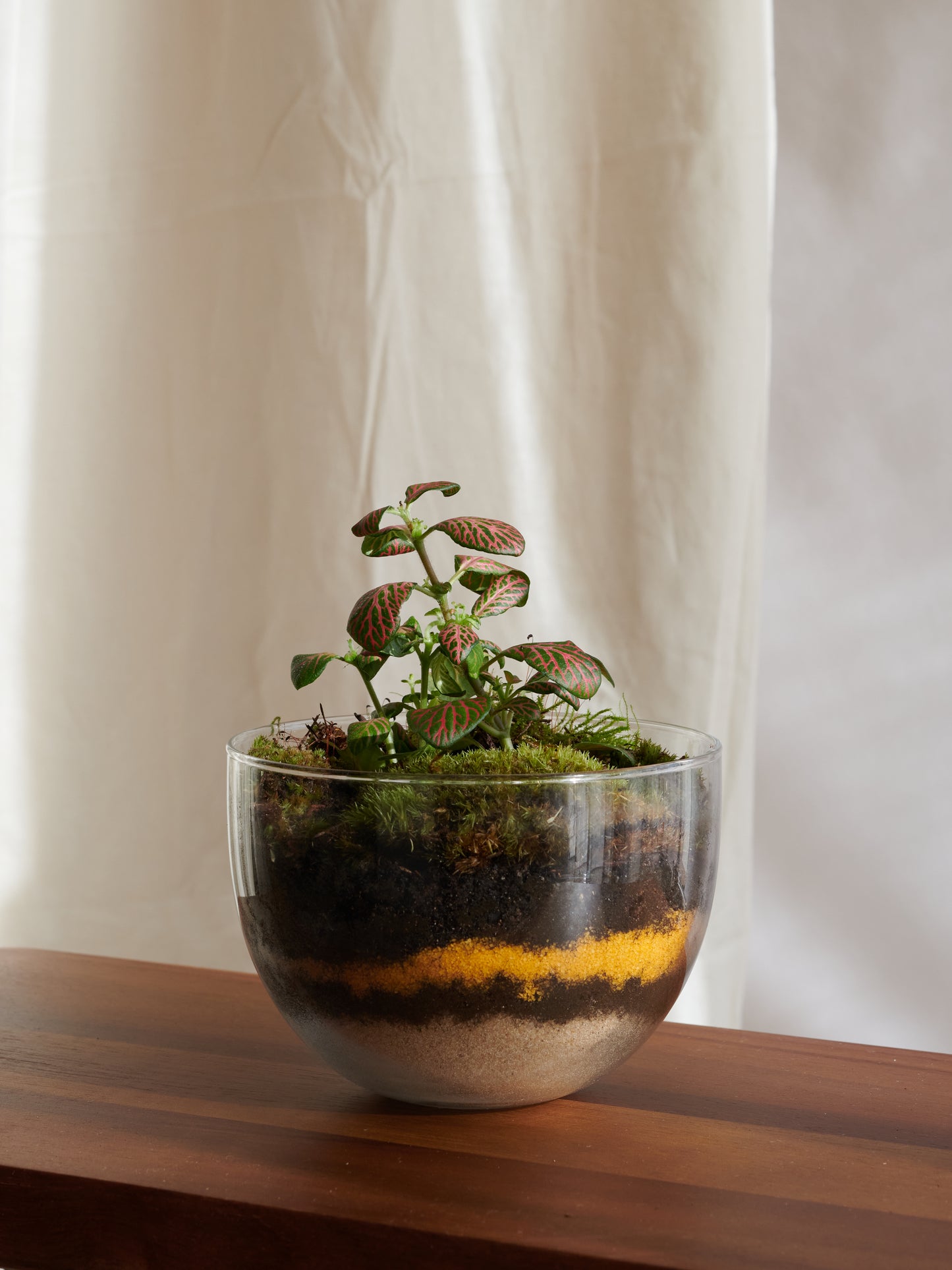 Egg Terrarium - Islands