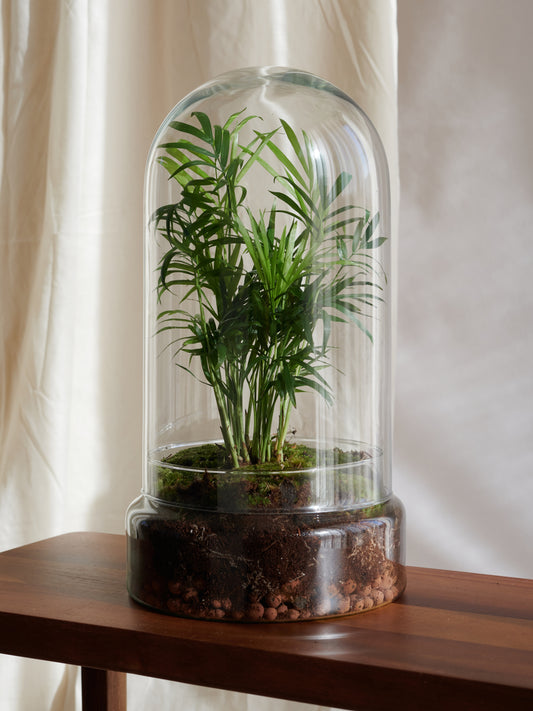 Terrario Fiji - Islas