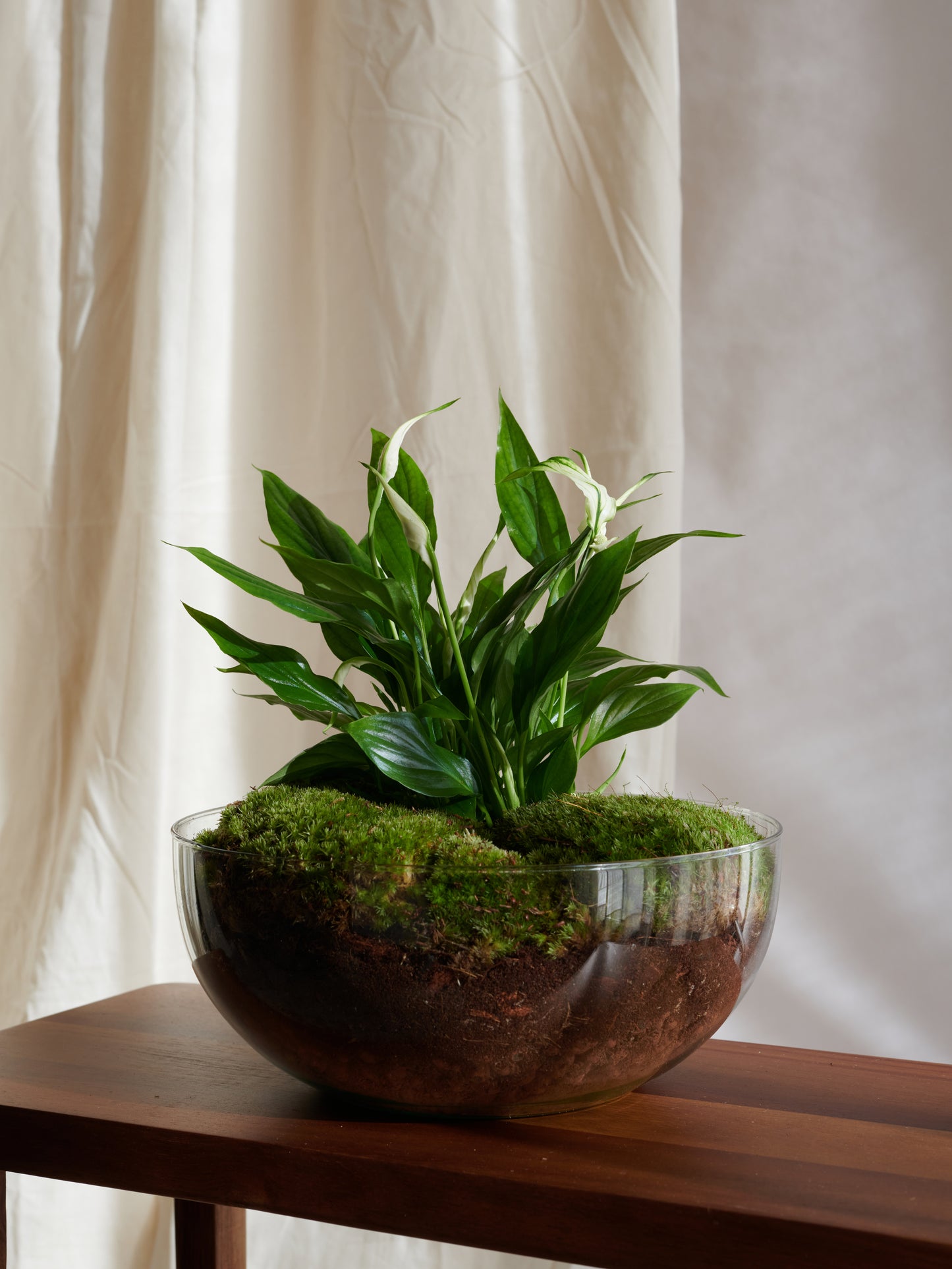 Planet Sphere Terrarium - Islands