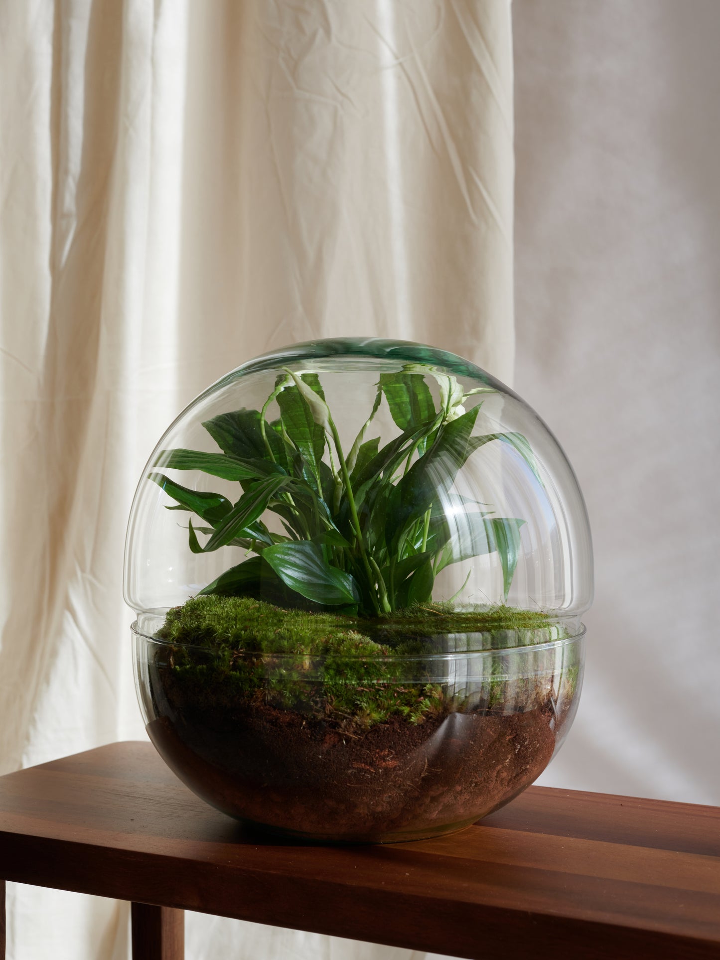 Planet Sphere Terrarium - Islands