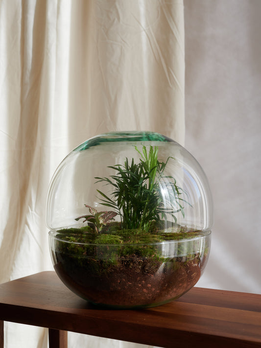 Terrario Esfera Planetas - Islas