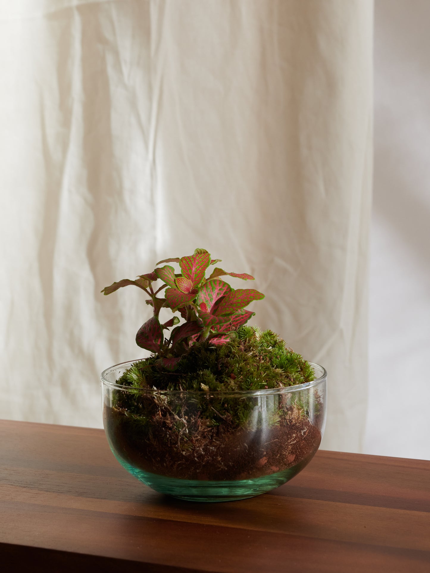 Mini Sphere Terrarium - Forests