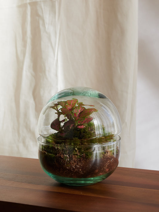 Terrario Mini Esfera - Bosques