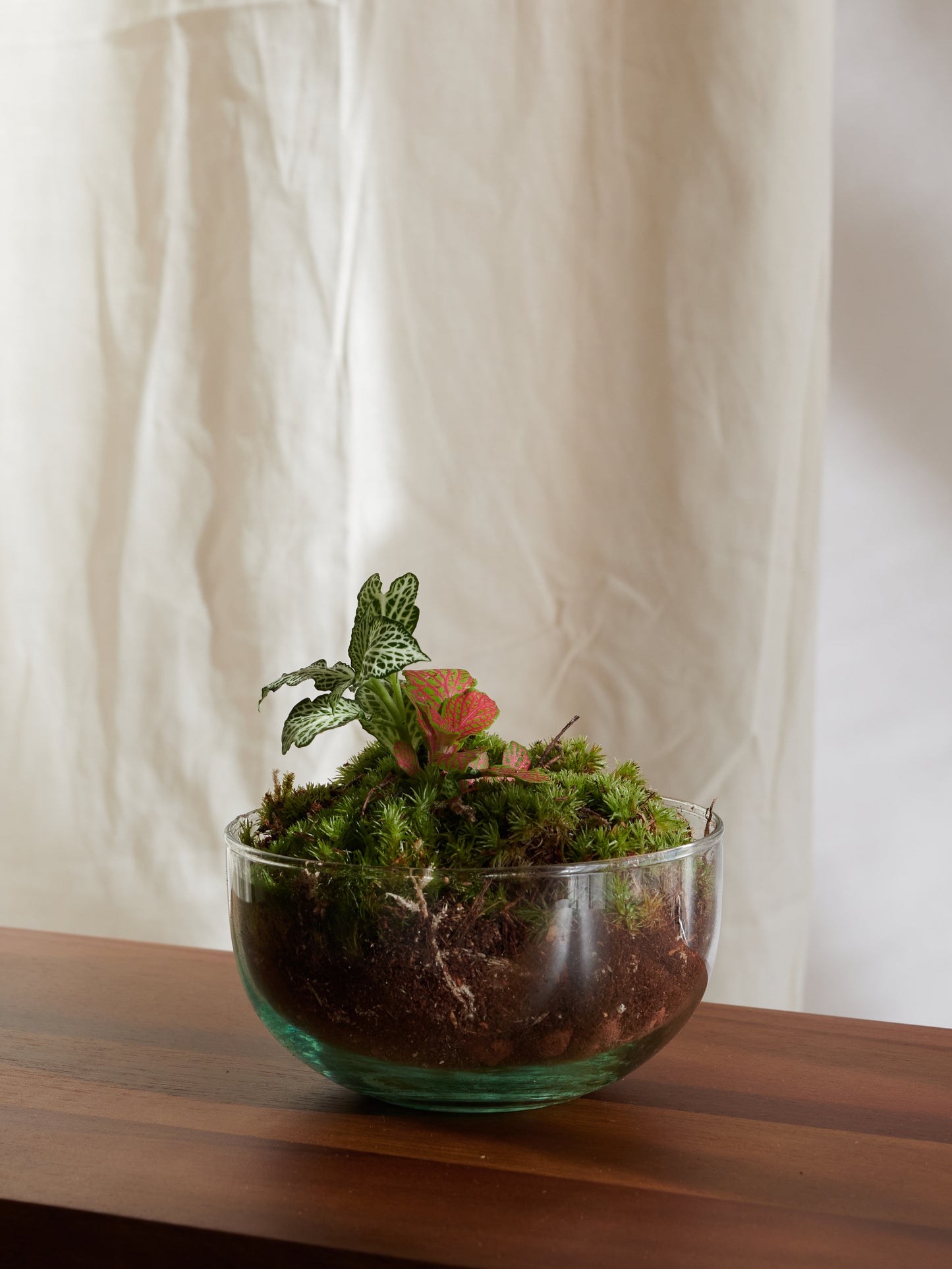 Mini Sphere Terrarium - Forests