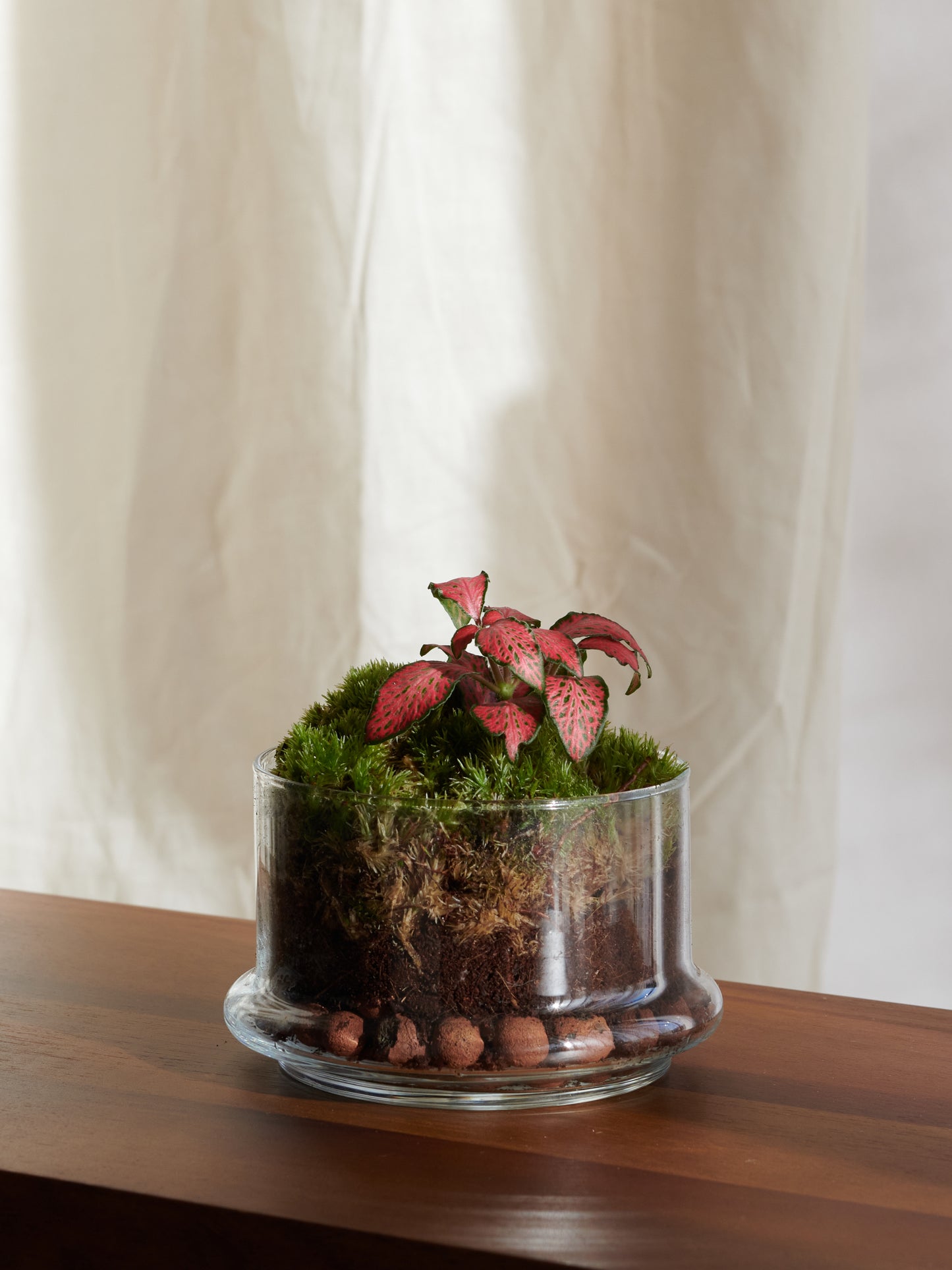 Campânula Terrarium - Forests