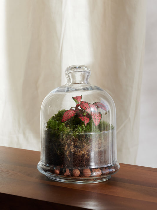 Terrario Campânula - Bosques