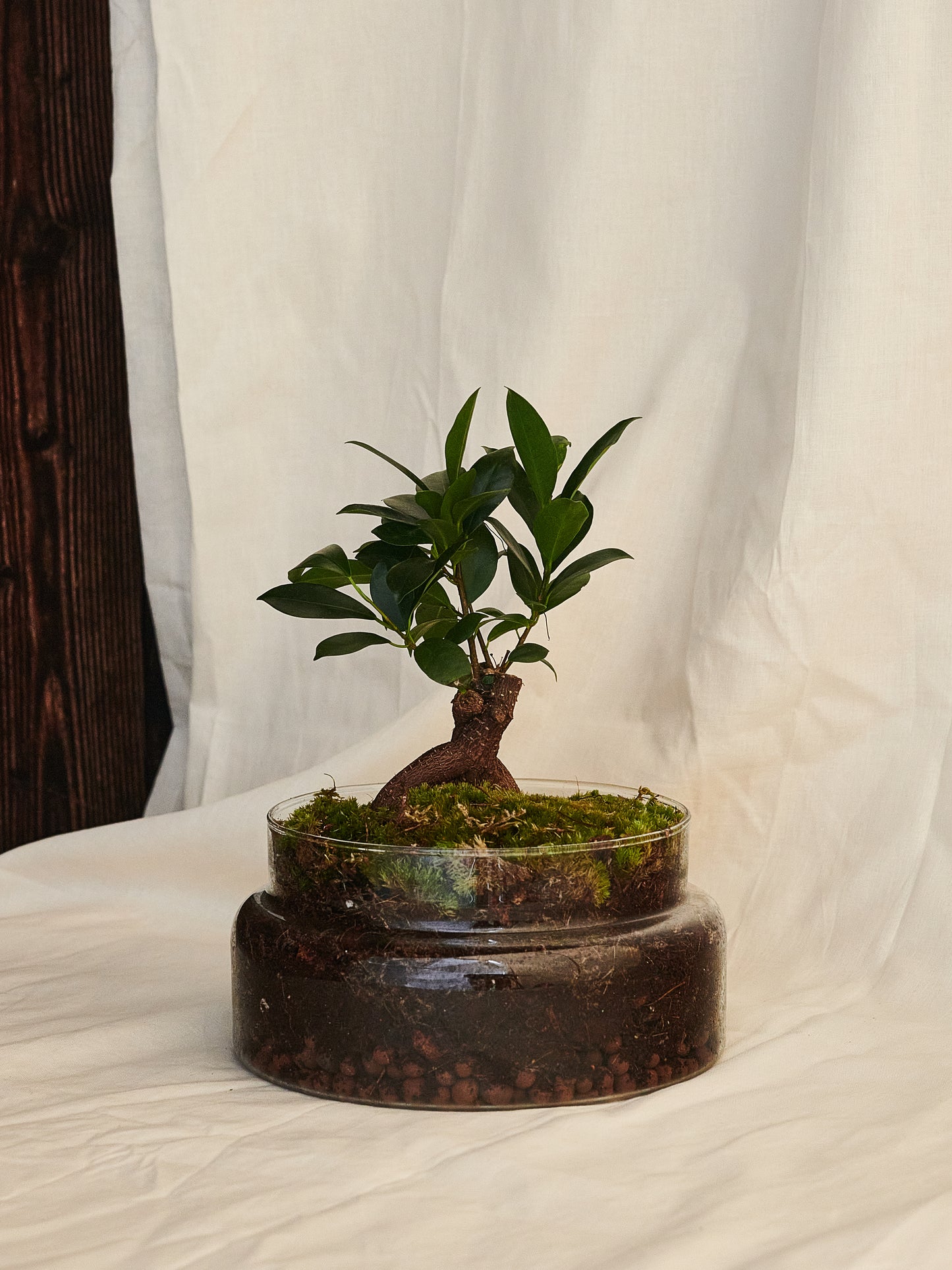 Terrário Fiji Bonsai - Florestas